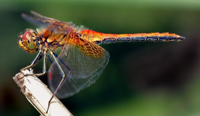 Este insecto inspiro el desarrollo de un nuevo recubrimiento