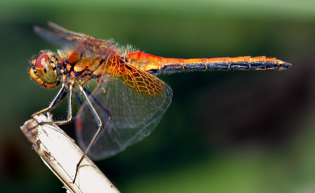 Este insecto inspiro el desarrollo de un nuevo recubrimiento