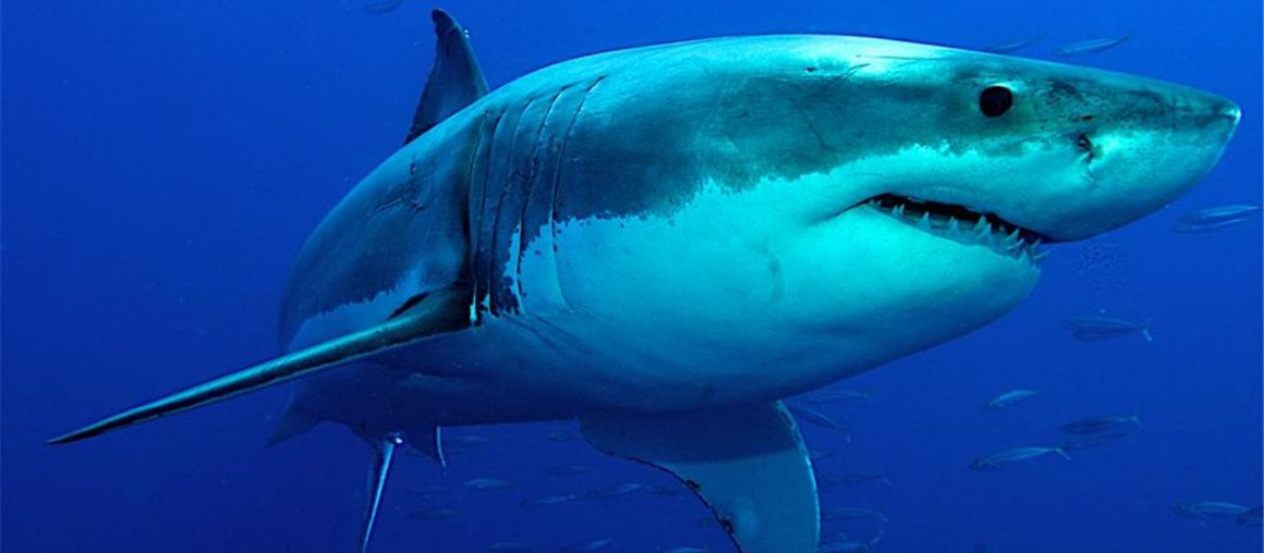 Recubrimiento imita piel de tiburón y reduce las emisiones de aeronaves